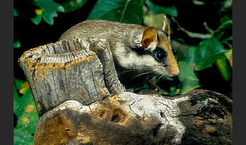 Gartenschläfer (Eliomys quercinus)