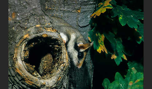 Gartenschläfer (Eliomys quercinus)