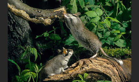 Gartenschläfer (Eliomys quercinus)