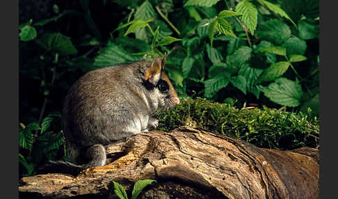 Gartenschläfer (Eliomys quercinus)