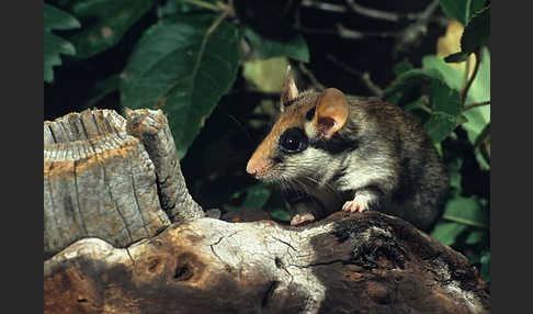 Gartenschläfer (Eliomys quercinus)