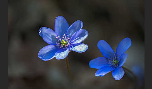 Leberblümchen (Hepatica nobilis)