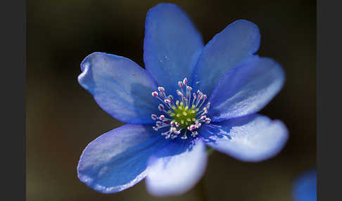 Leberblümchen (Hepatica nobilis)