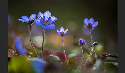 Leberblümchen (Hepatica nobilis)