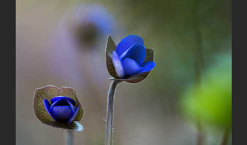 Leberblümchen (Hepatica nobilis)