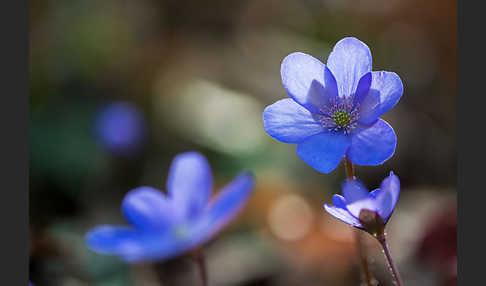 Leberblümchen (Hepatica nobilis)