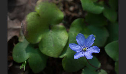 Leberblümchen (Hepatica nobilis)