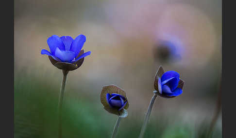 Leberblümchen (Hepatica nobilis)