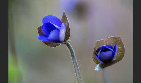 Leberblümchen (Hepatica nobilis)