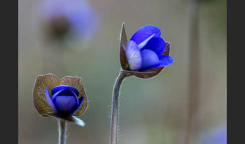 Leberblümchen (Hepatica nobilis)