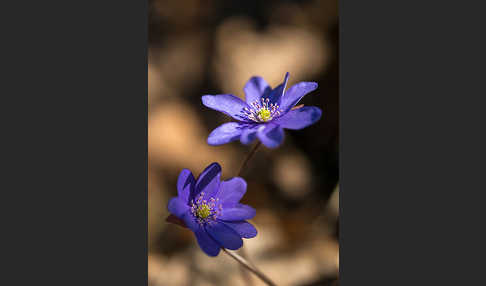 Leberblümchen (Hepatica nobilis)