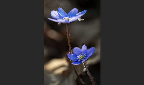 Leberblümchen (Hepatica nobilis)