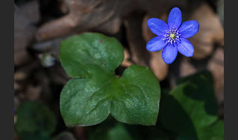 Leberblümchen (Hepatica nobilis)