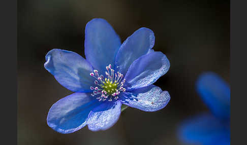 Leberblümchen (Hepatica nobilis)