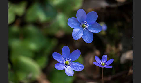 Leberblümchen (Hepatica nobilis)