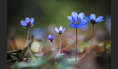 Leberblümchen (Hepatica nobilis)