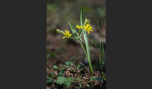 Wald-Gelbstern (Gagea lutea)