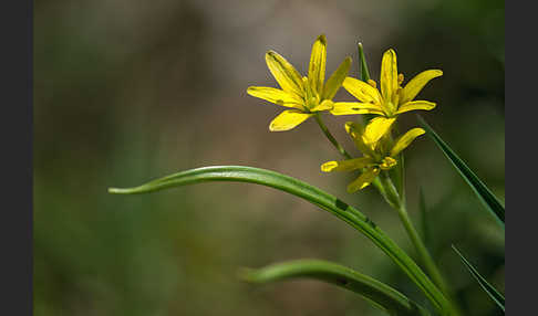 Wald-Gelbstern (Gagea lutea)