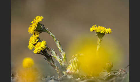 Huflattich (Tussilago farfara)