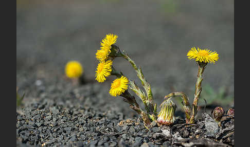 Huflattich (Tussilago farfara)