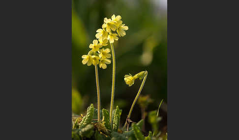 Hohe Schlüsselblume (Primula elatior)