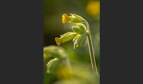 Wiesen-Schlüsselblume (Primula veris)