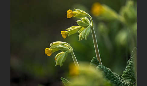 Wiesen-Schlüsselblume (Primula veris)