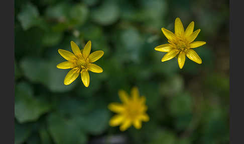 Scharbockskraut (Ranunculus ficaria)