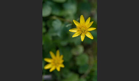 Scharbockskraut (Ranunculus ficaria)