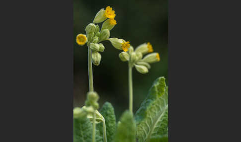 Wiesen-Schlüsselblume (Primula veris)