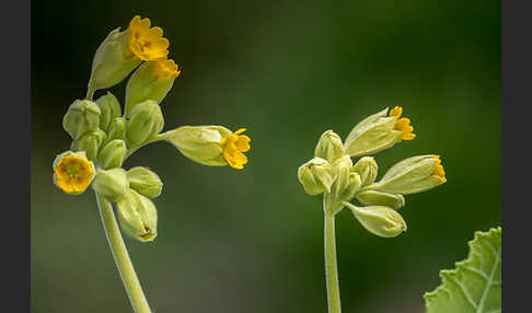 Wiesen-Schlüsselblume (Primula veris)