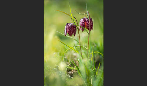 Schachblume (Fritillaria meleagris)