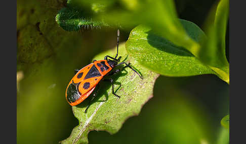 Feuerwanze (Pyrrhocoris apterus)