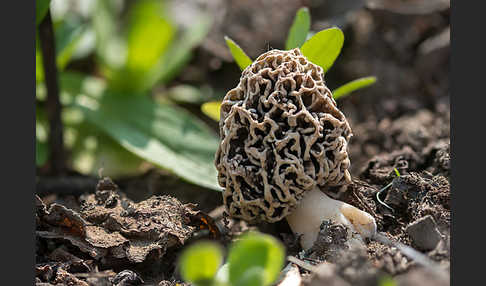 Speisemorchel (Morchella esculenta)