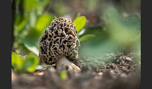 Speisemorchel (Morchella esculenta)