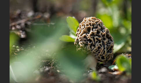 Speisemorchel (Morchella esculenta)