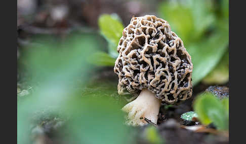 Speisemorchel (Morchella esculenta)