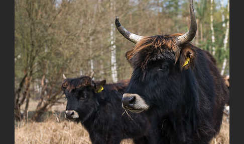 Heckrind (Bos taurus taurus)