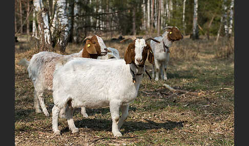 Burenziege (Capra aegagrus hircus sspec.1)