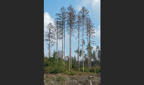 Gemeine Fichte (Picea abies)