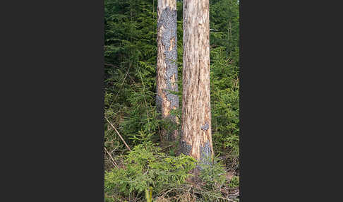 Gemeine Fichte (Picea abies)