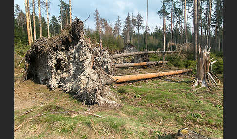 Gemeine Fichte (Picea abies)