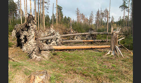 Gemeine Fichte (Picea abies)