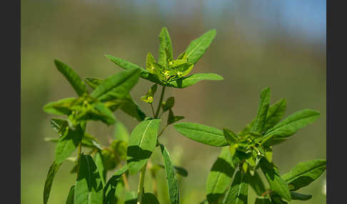 Süße Wolfsmilch (Euphorbia dulcis)