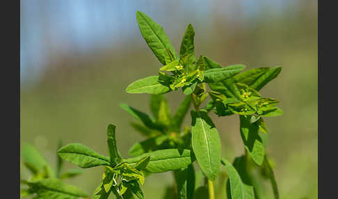 Süße Wolfsmilch (Euphorbia dulcis)