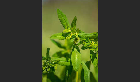 Süße Wolfsmilch (Euphorbia dulcis)