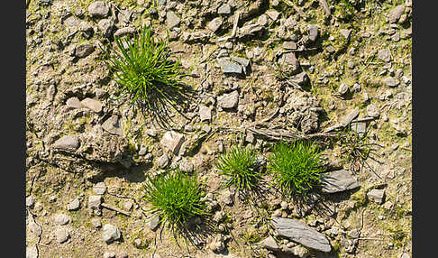 Zwerg-Mäuseschwanz (Myosurus minimus)