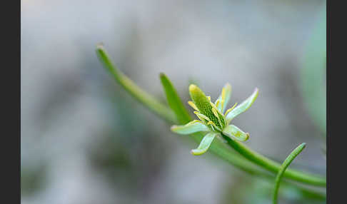 Zwerg-Mäuseschwanz (Myosurus minimus)