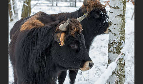 Heckrind (Bos taurus taurus)