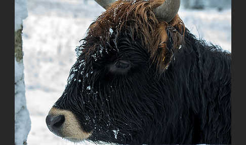 Heckrind (Bos taurus taurus)